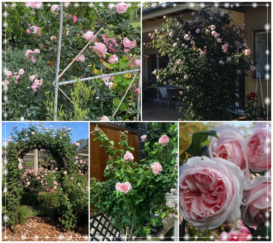 Nahema róże pnące